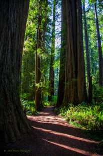Jedediah Smith Redwoods-7185 Jedediah Smith Redwoods-7185